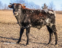 RKJ NIGHTHAWK x MAKES BOYS WHISTLE