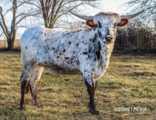 MIDWEST QUEEN OF DIAMONDS 