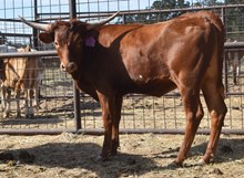 RJF ROCKIN' MY IMAGE 436