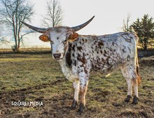 MIDWEST WHISTLIN WANDA