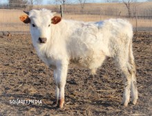 FH MIDWEST TOP GUN X MIDWEST EXTRA SPRINKLES