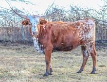 MIDWEST HAPPY GO LUCKY