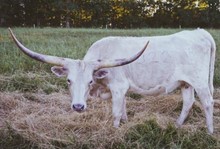 Blackberry Smoke 615