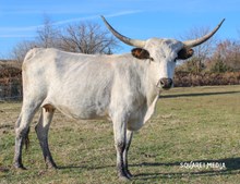 MIDWEST SMOKIN DIAMOND