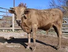 Tuffs Unfinished Biz R-H