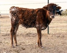 3P TOP GUN'S CHARLIE 