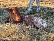 3P TOP GUN'S CHARLIE 