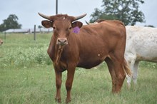 WT KID ROCK X GM APA'S MONICA IMAGE TAG 436