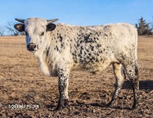 RKJ NIGHTHAWK X GRAND FINALE