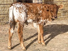 3P TOP GUN'S CHARLIE 