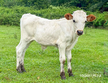 FH MIDWEST TOP GUN X MIDWEST EXTRA SPRINKLES