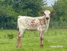RKJ NIGHTHAWK X MIDWEST WILD FINALE