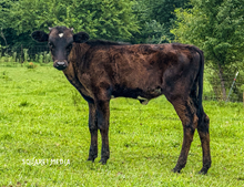 MIDWEST BLACK DIAMOND