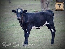MIDWEST DIAMOND SADDLE