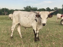 WF Extra Sprinkles x Ghostrider